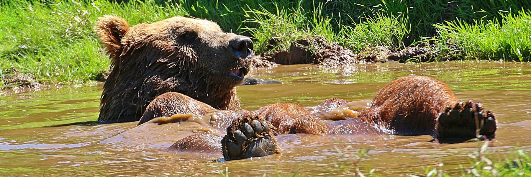 Braunbär