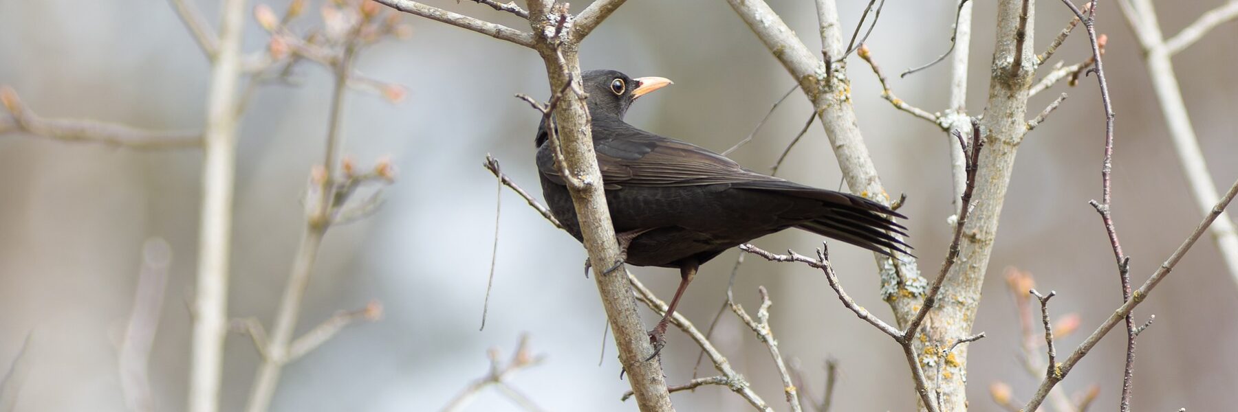 Amsel