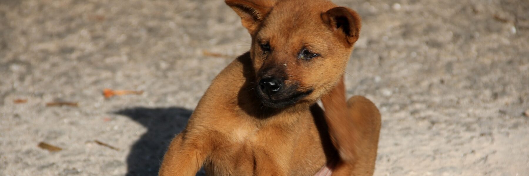 Hund mit Flöhe