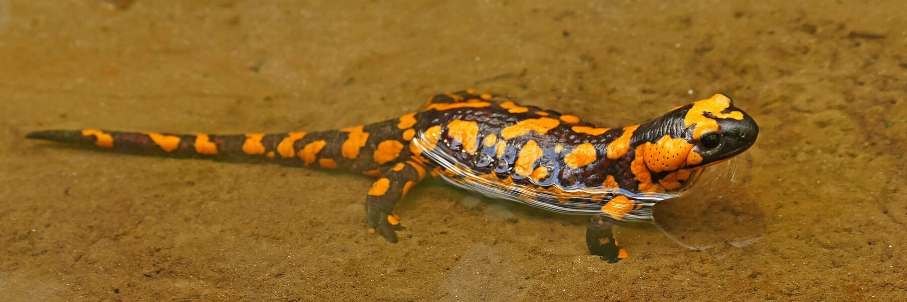 Feuersalamander