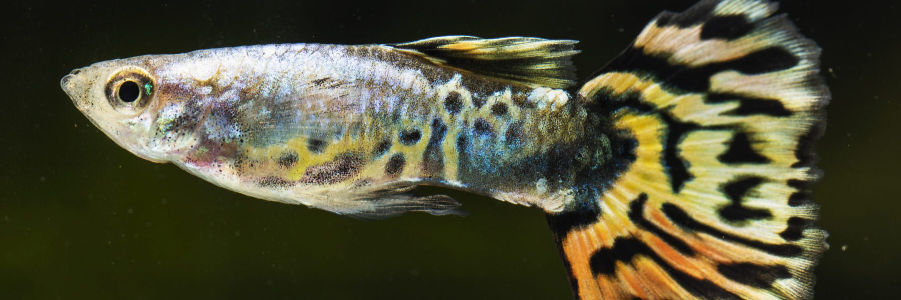 Endler Guppys