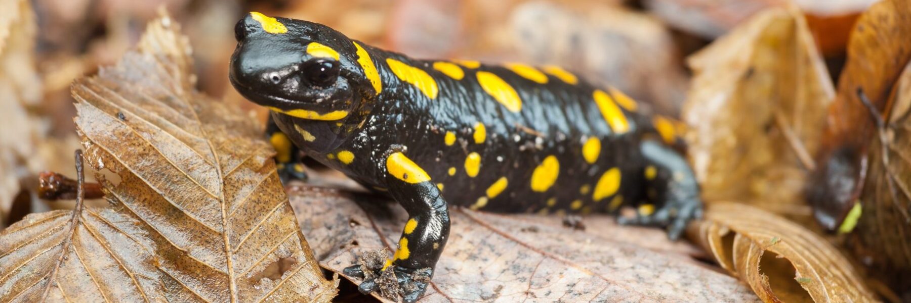 Salamander