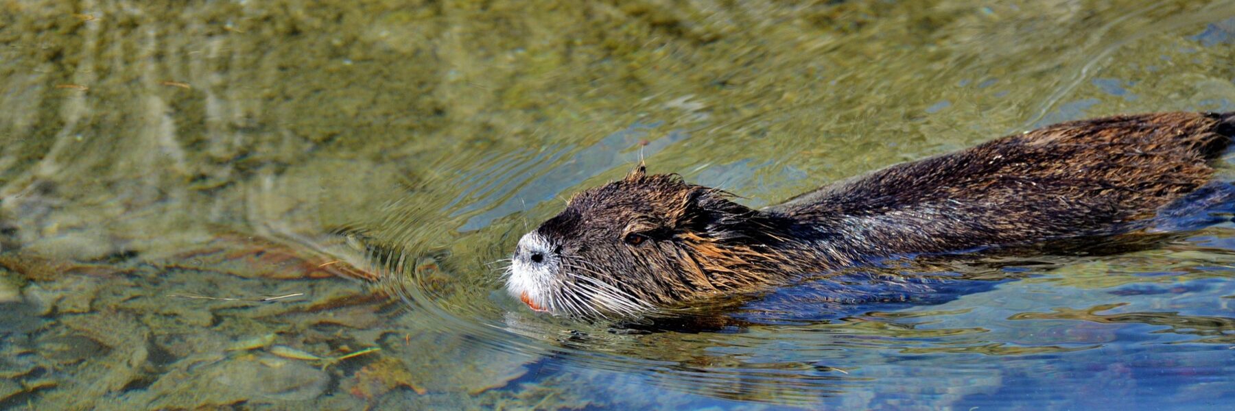 Nutria