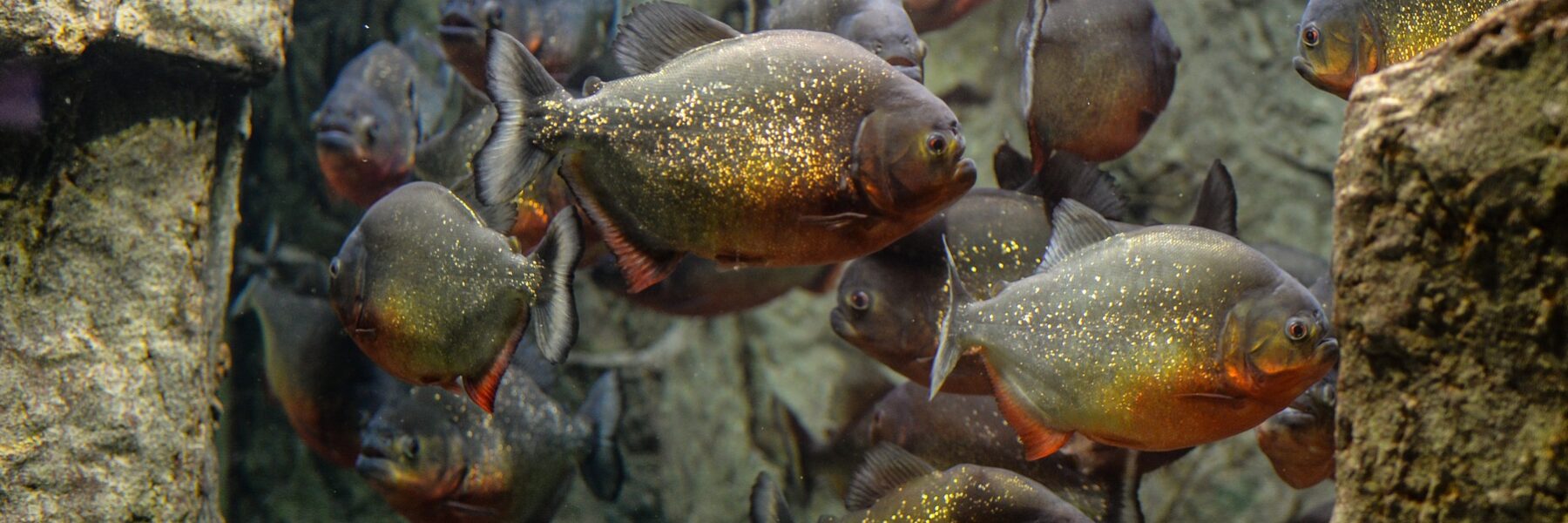 Piranhas