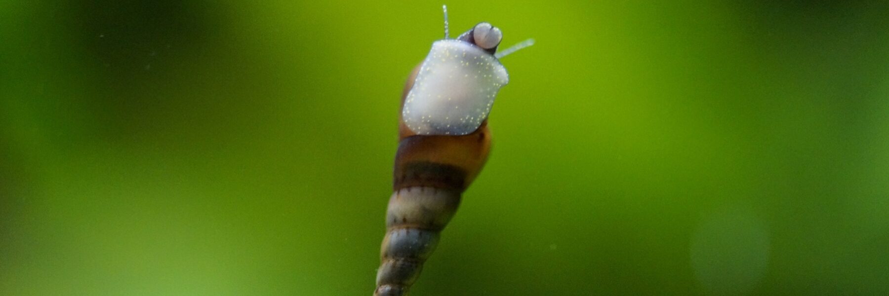 Turmdeckelschnecke