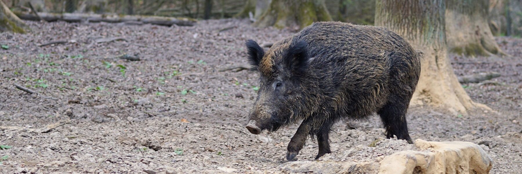 Wildschwein