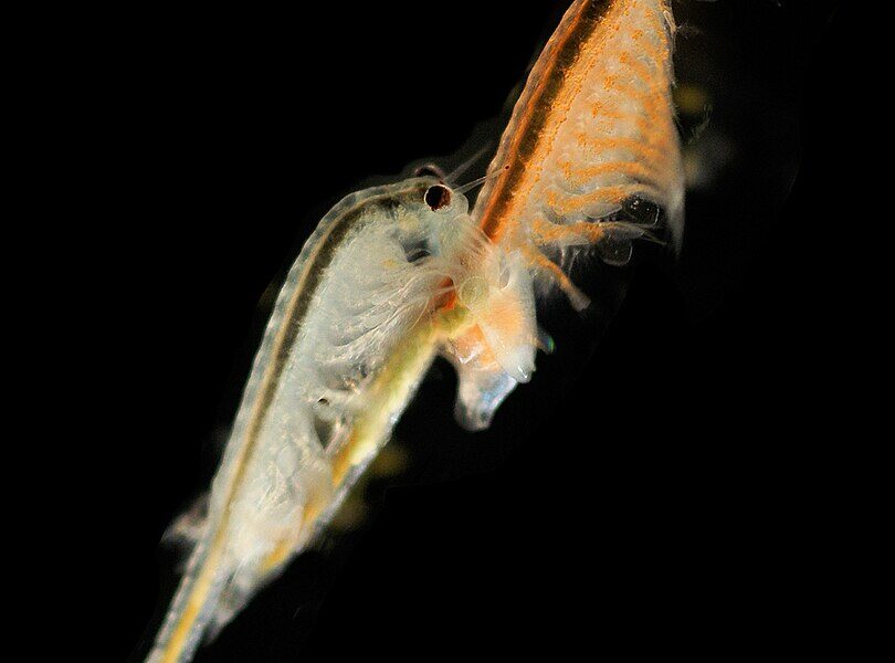 Artemia