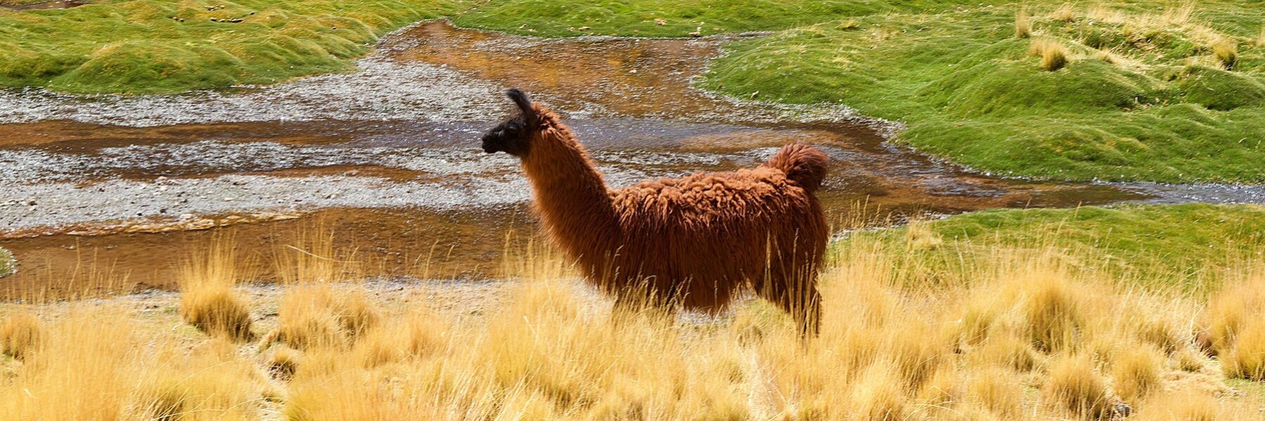 Lama